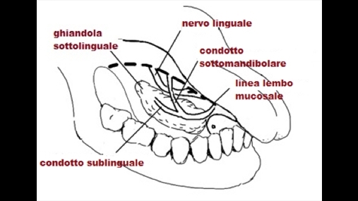 Fig. 3: raportet anatomike të gjëndrës nën gjuhë